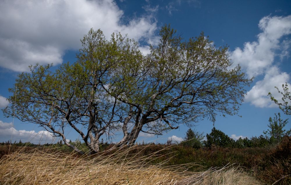 Tree growing in hay field on sunny day