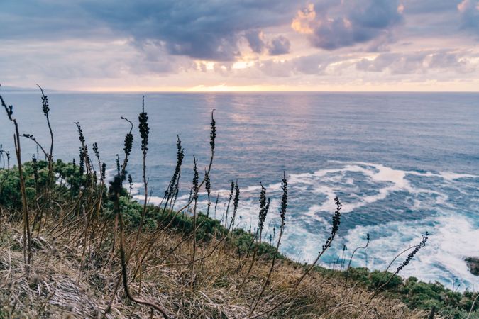 Grassy shore near stormy sea in evening
