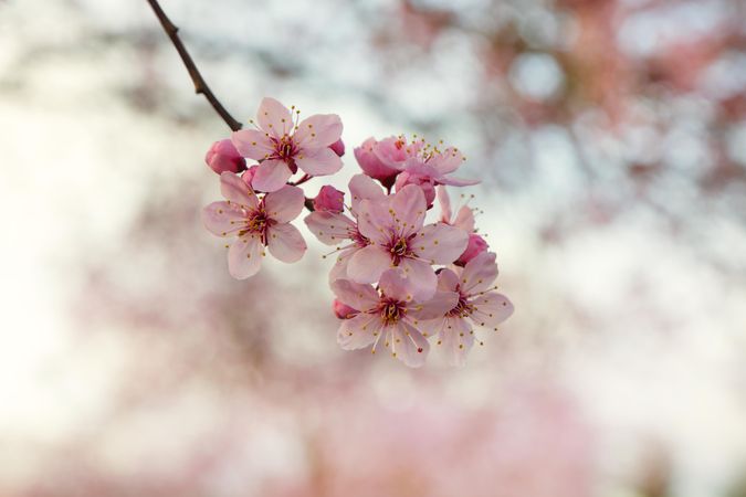 Cherry blossom in spring for Easter season