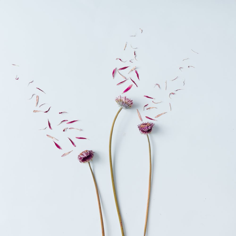 Three pink flowers with petals blown off on light  background