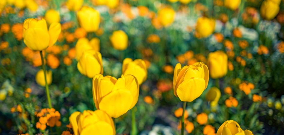 Yellow tulips in garden with selective focus