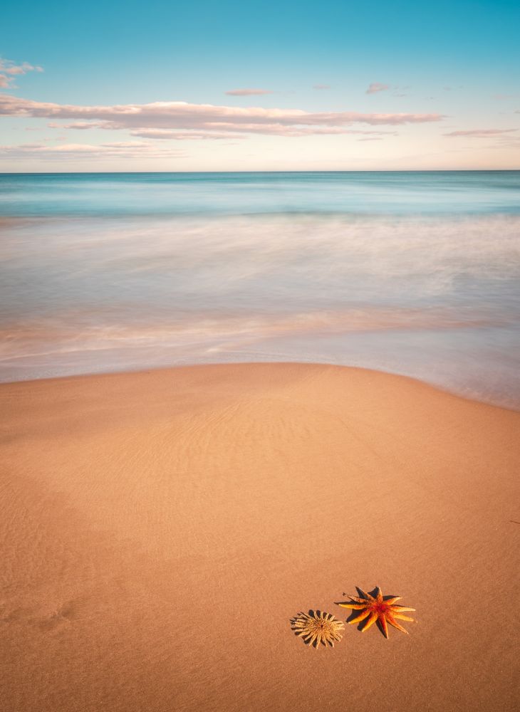 Starfish on sandy coast near sea