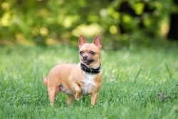 Brown chihuahua on green grass near trees
