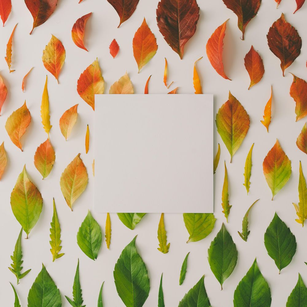 Colorful leaves from amber to green on light background with paper card