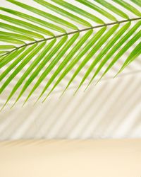 Palm leaf and shadow on a neutral beige background with copy space