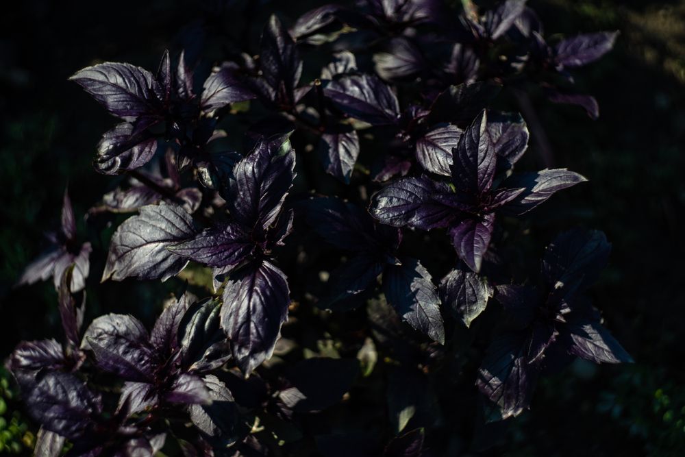 Raw basil herb growing in the sun