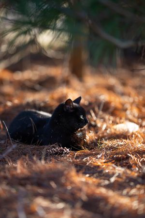 Dark cat laying on brown dried leaves