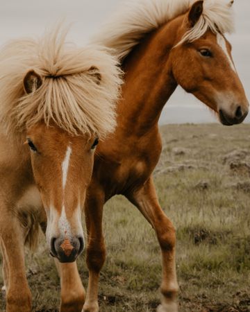 Horses grazing in dry field