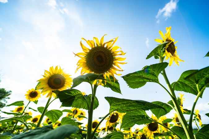Blooming sunflowers in a field against a blue sky