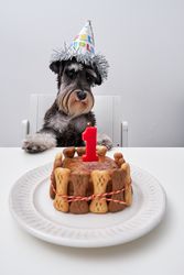 Cute purebred dog sitting at table with cake