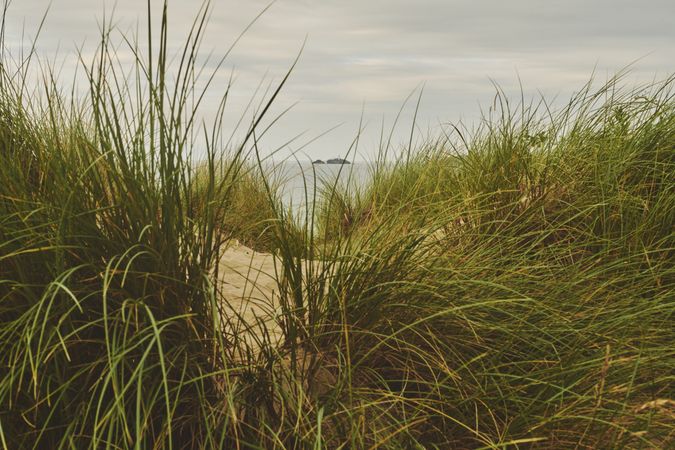 Long grass looking out to the sea