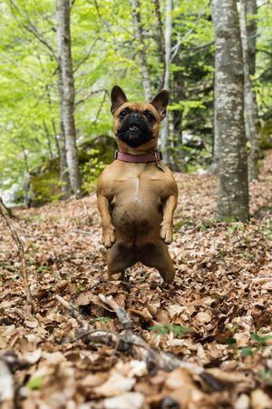 Cute French Bulldog standing on hind legs in forest