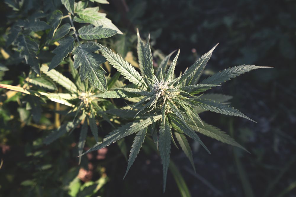 Top view of small marijuana plant
