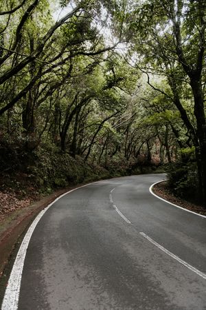 Asphalt countryside road between trees
