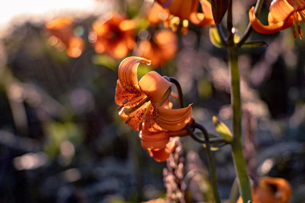Several orange tiger lily flowers growing in the sun
