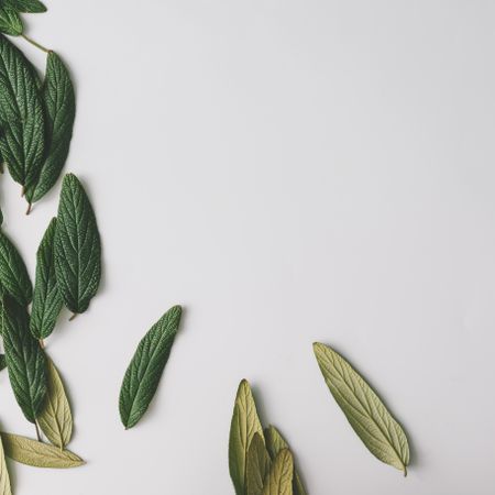 Green leaves bordering light background