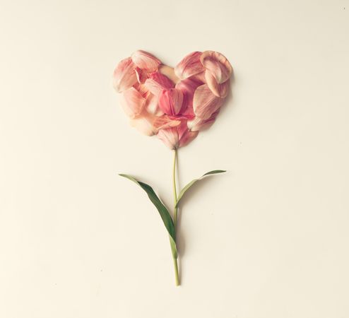 Flower in shape of a heart made of tulip petals