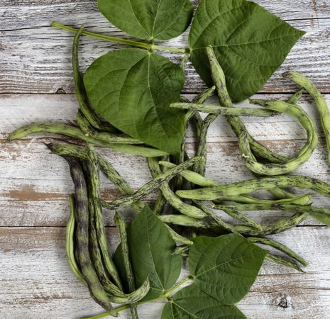 Filled frame of green rattlesnake pole beans freshly harvested on wood