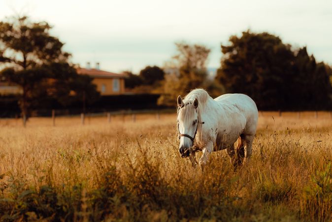 Horse grazing in meadow near tree