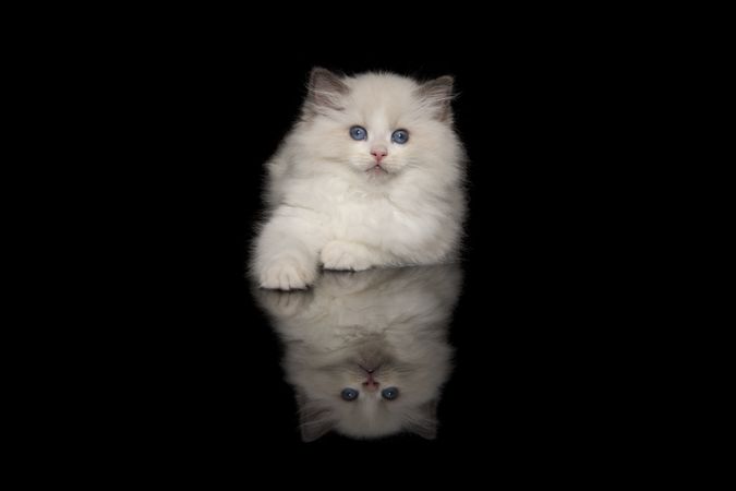 Cute ragdoll kitten with blue eyes lying down looking at the camera on a dark background with reflection