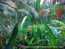 Green jungle scene with heliconia bird-of-paradise 0Jq8Zb