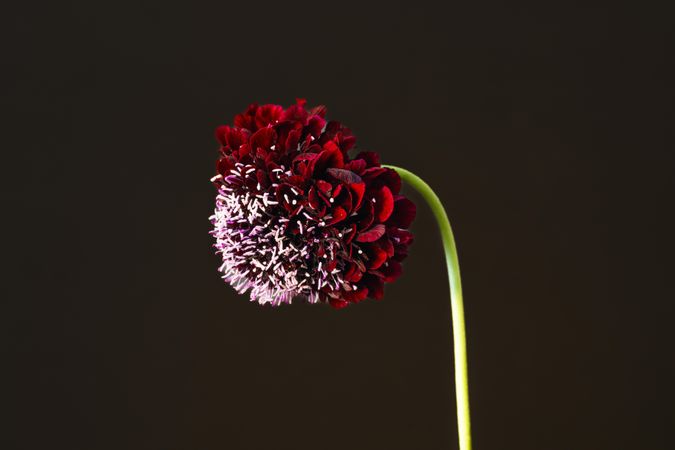 Red pincushion flower, side view