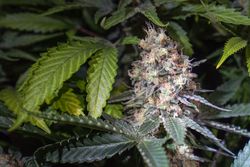 Close up of cannabis bud and leaf