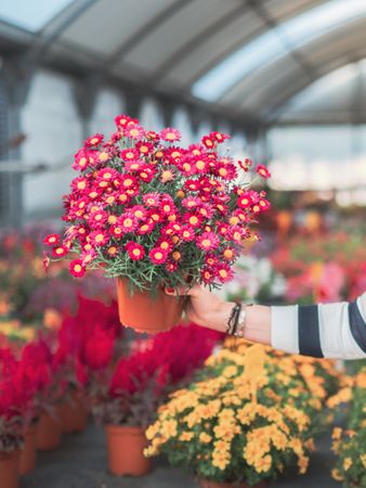 Female with bunch of colorful flowers