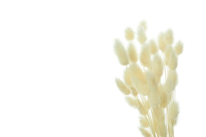 Willow arrangement in blank studio shoot