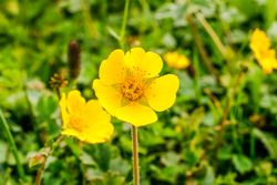 Yellow flower in field in Katora Lake, Pakistan