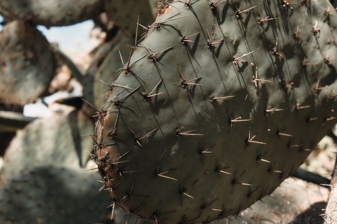 Spikes on cactus in the sun