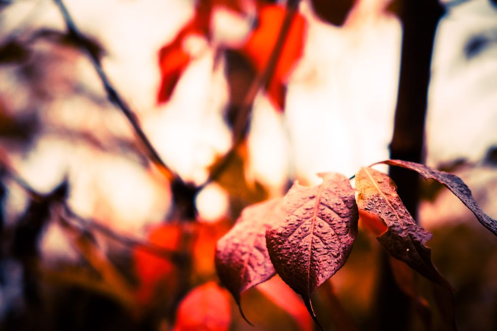 Red autumn leaves on trees