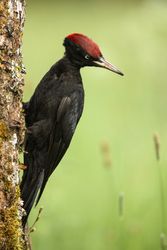 Wonderful bird on wood