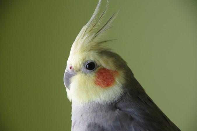 Cockatiel headshot