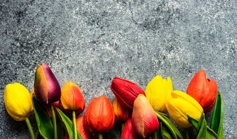Fresh tulips on grey counter