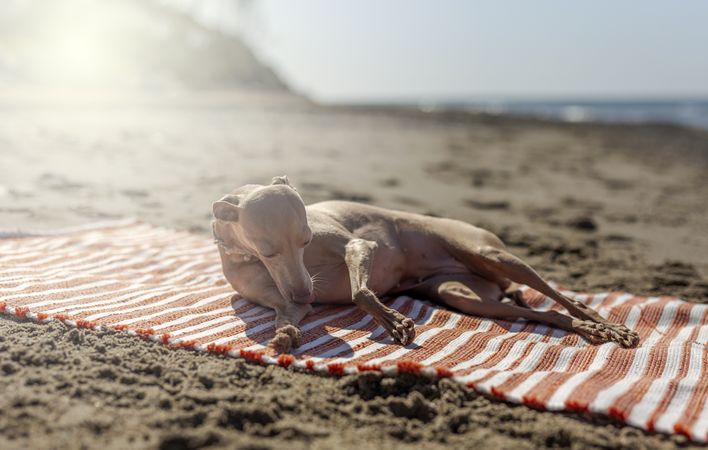 Puppy playing on beach towel at seashore