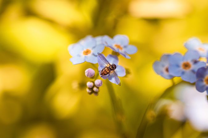 Yellow jacket perched on blue flowers