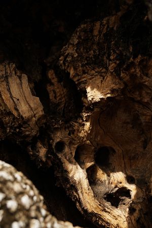 Texture of brown tree stump with growth rings