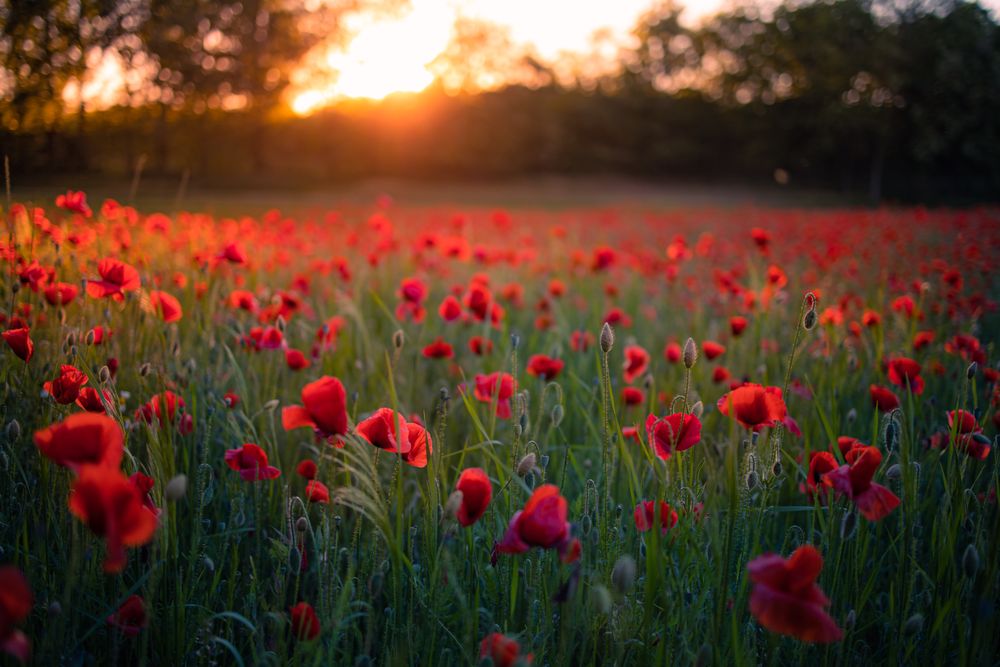 Sunset with a field with poppies