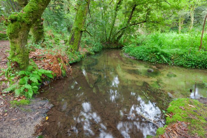 Stream in forest ferns humid vegetation in Galicia, Spain