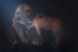 Mother bear playing with bear cubs