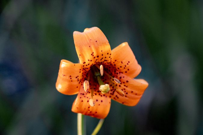Single orange tiger lily flower in the sun