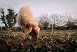 Sheep on green grass near bushes