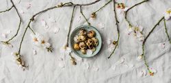 Quail eggs in bowl and blooming branches of almond tree with flowers