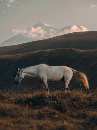 Side view of horse grazes against high mountains