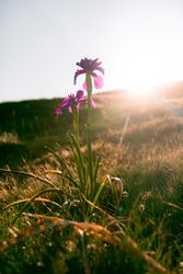 Pink flower in sunlight in hilly valley