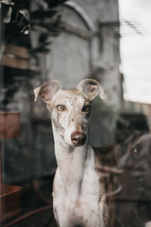 Cute dog behind window