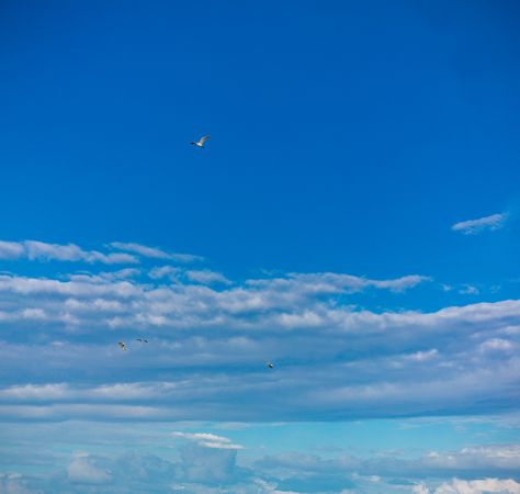 Bird fly blue sky landscapes Animals Kenya East Africa Nature
