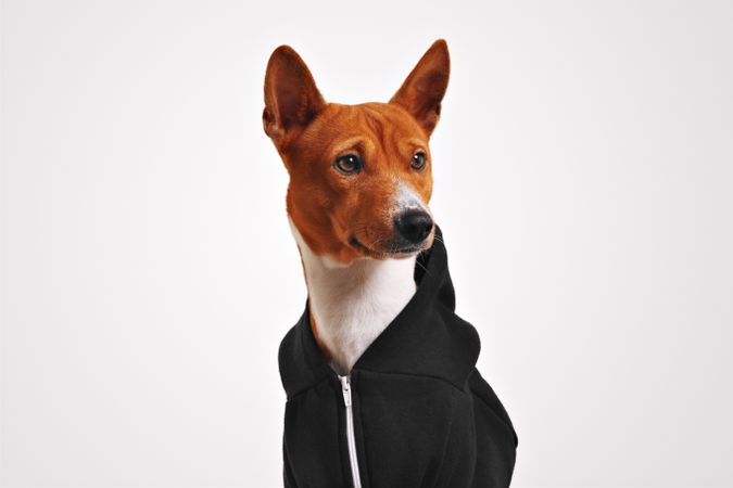 Portrait of dog in hoodie