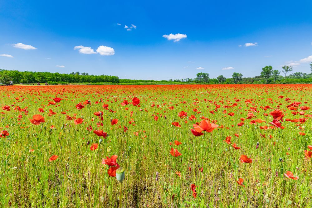 Poppies in a field surrounded by trees